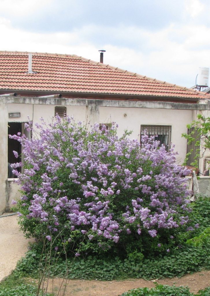 Syringa_x_persica_full3_cut_up