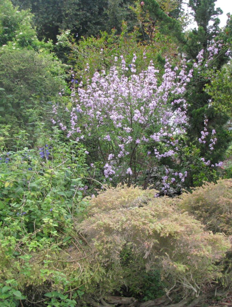 Syringa_x_persica_full4_cut_up