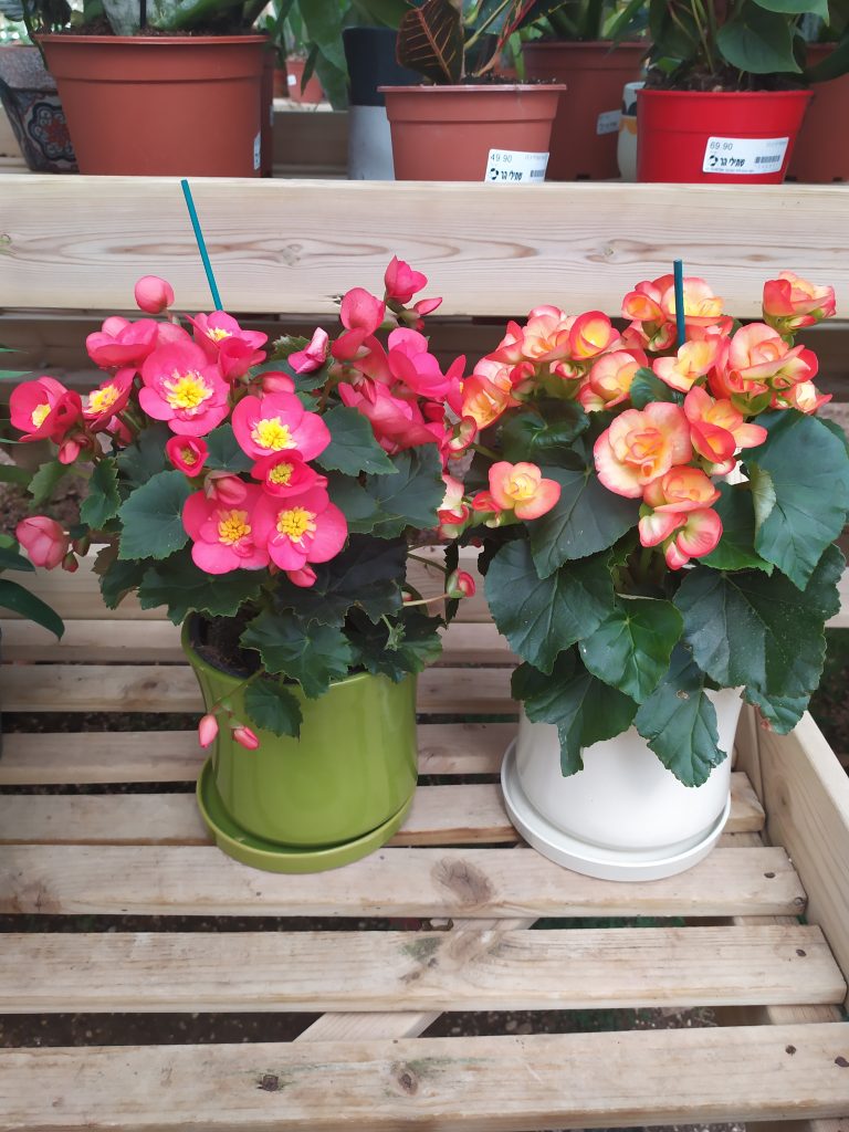 Begonia_x_hiemalis_full_up1