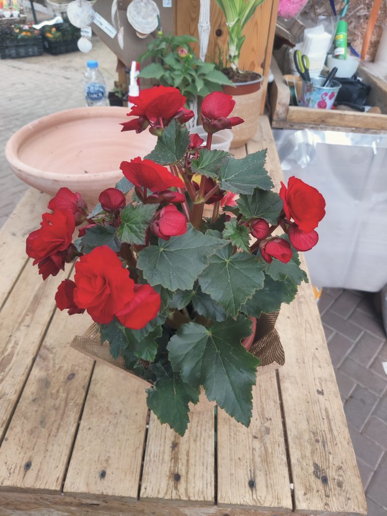 Begonia_x_hiemalis_full_up2