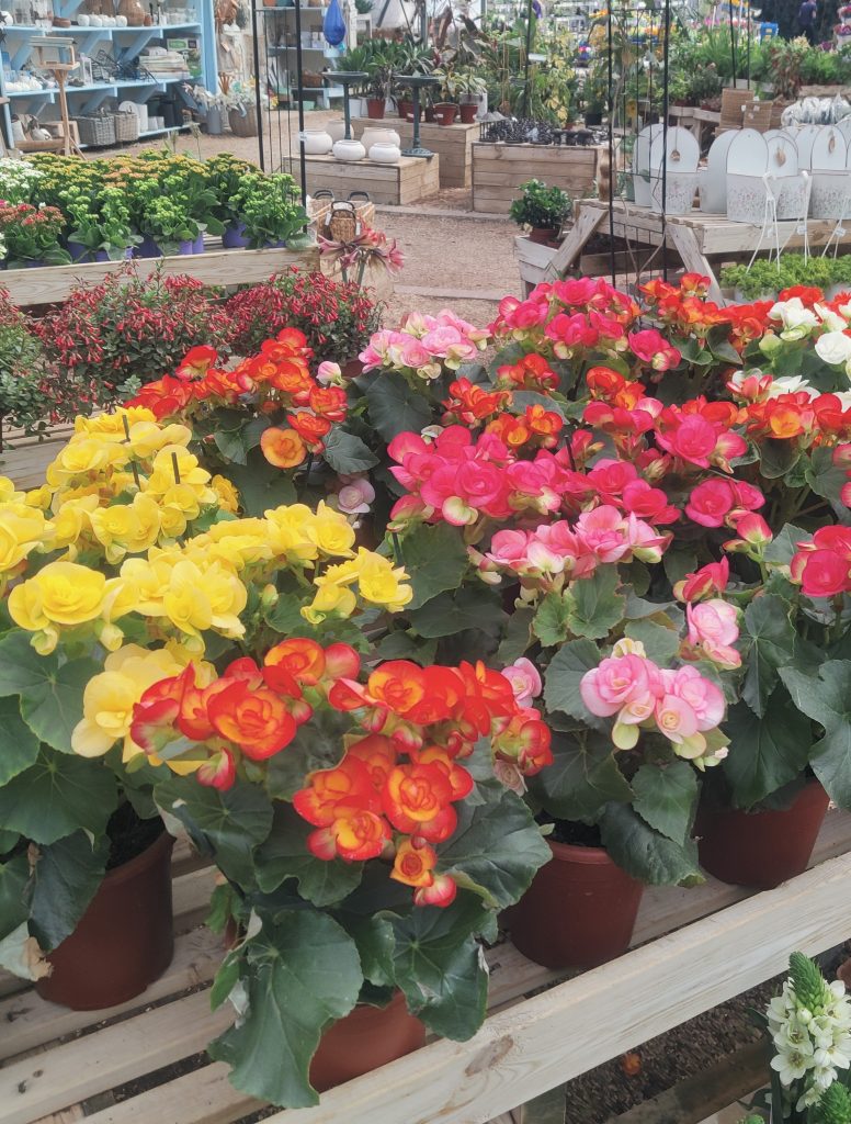 Begonia_x_hiemalis_group1_cut_up