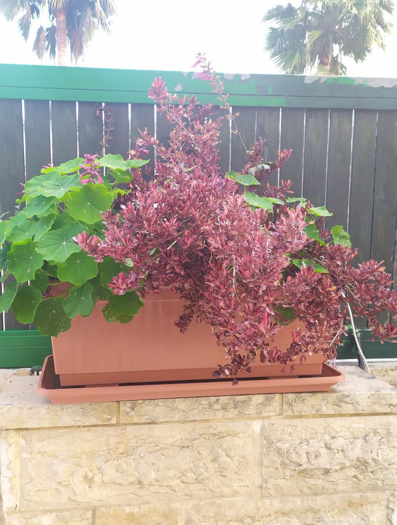 Coprosma_Pacific_Sunset_full1_cut_up