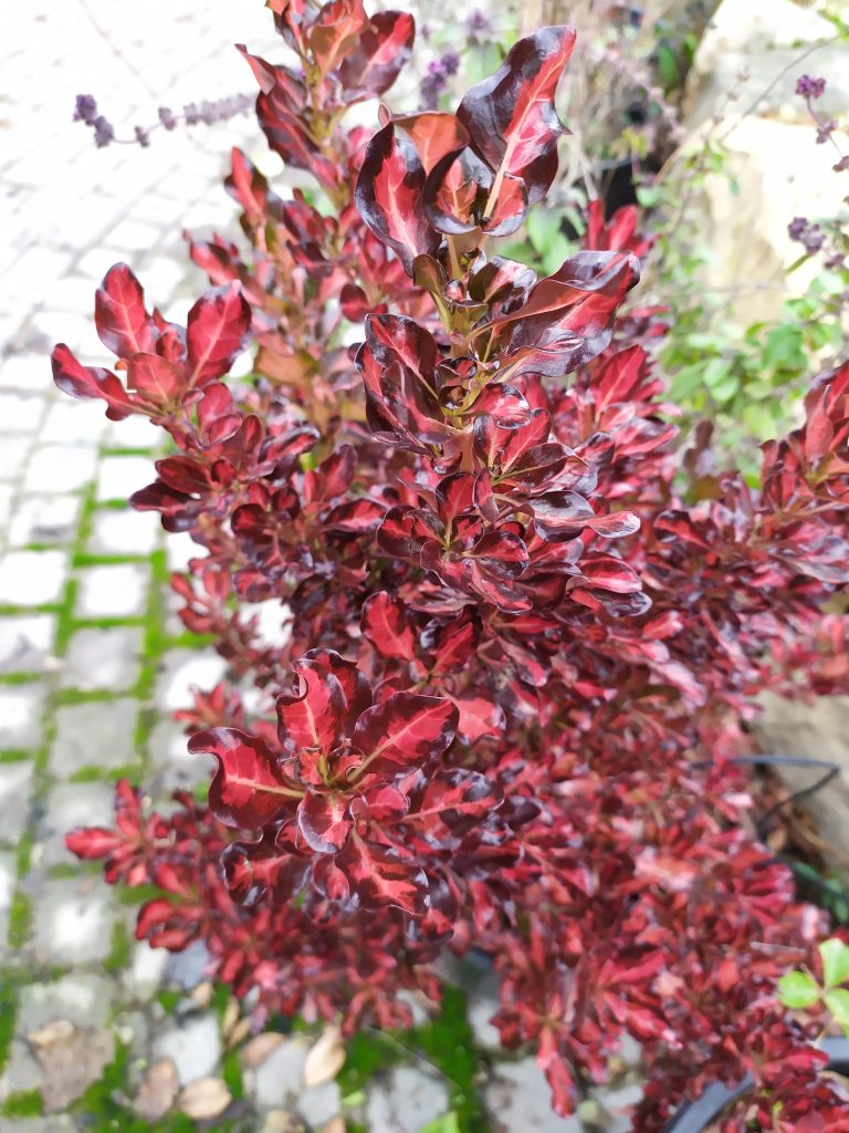 Coprosma_Pacific_Sunset_leaves_up1