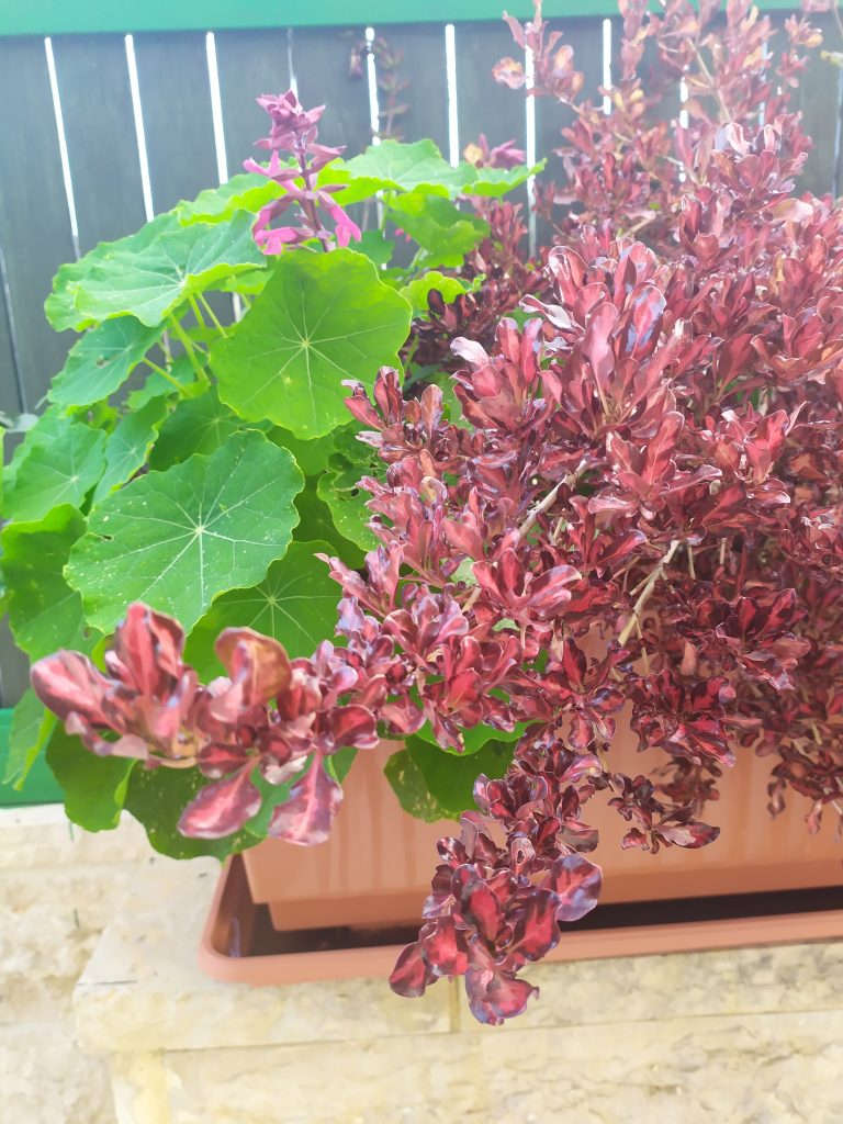 Coprosma_Pacific_Sunset_leaves_up2