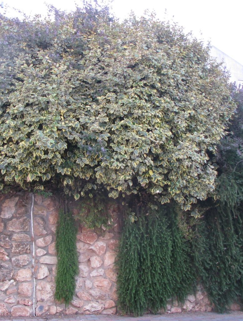Elaeagnus_pungens_Variegata_full1_cut_up