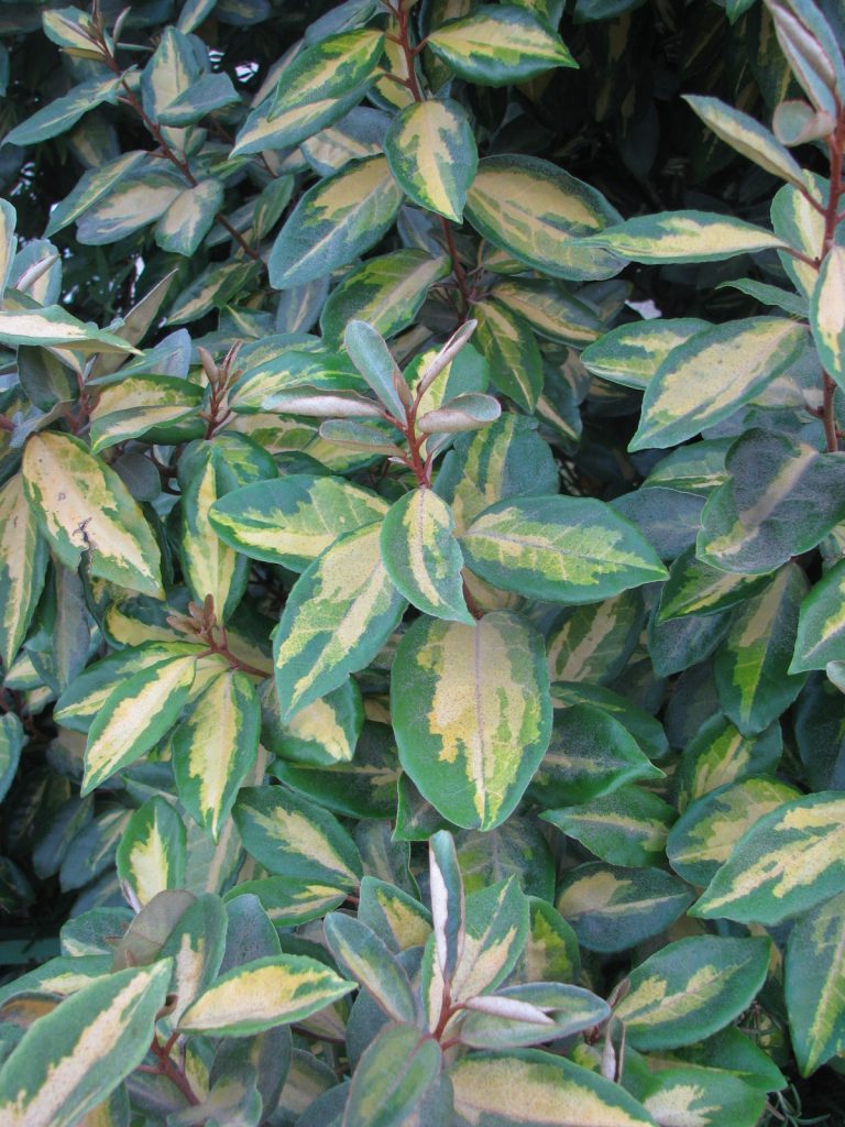 Elaeagnus_pungens_Variegata_leaves_up1