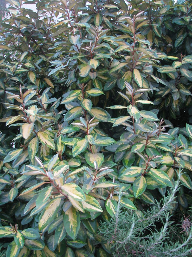 Elaeagnus_pungens_Variegata_leaves_up2