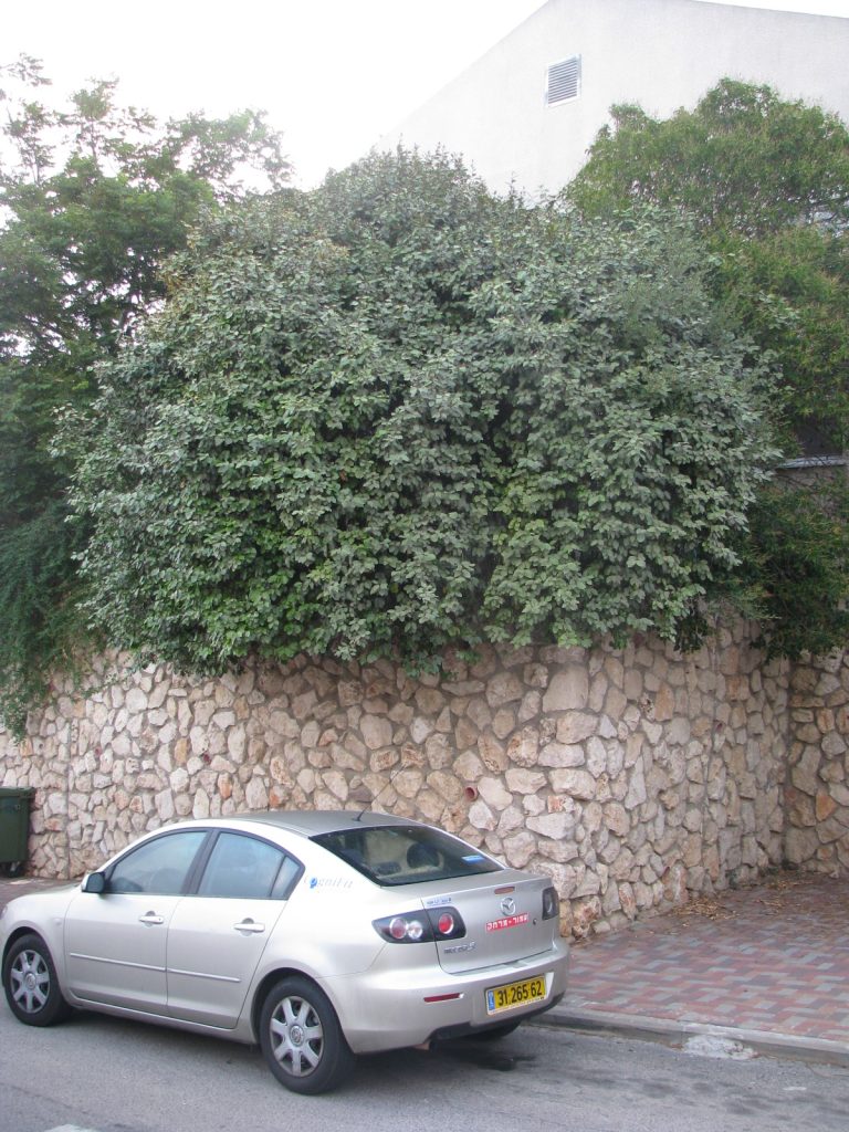 Elaeagnus_pungens_full_up1