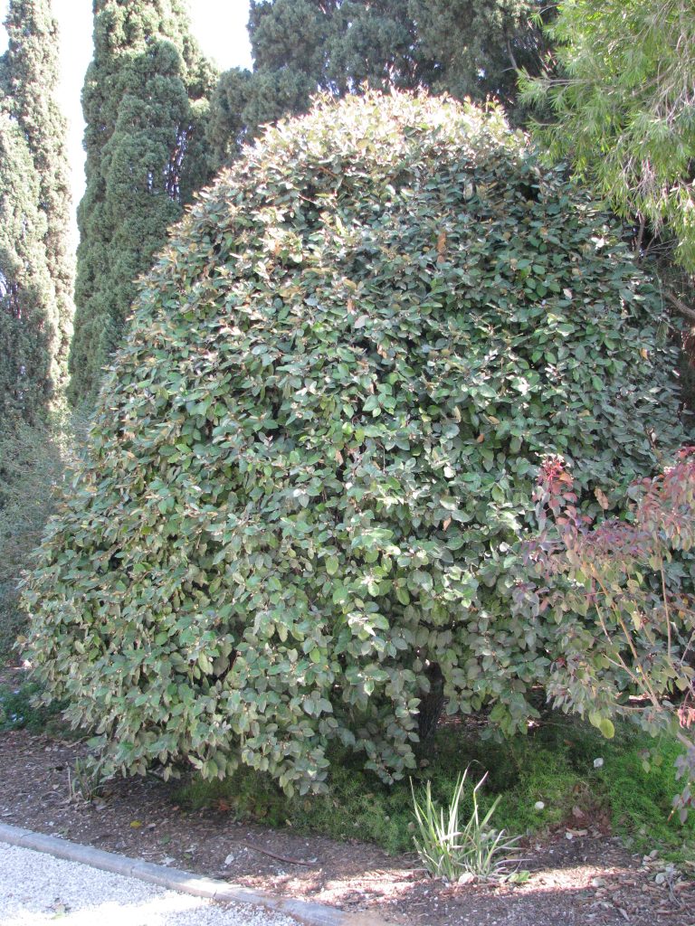 Elaeagnus_pungens_full_up2