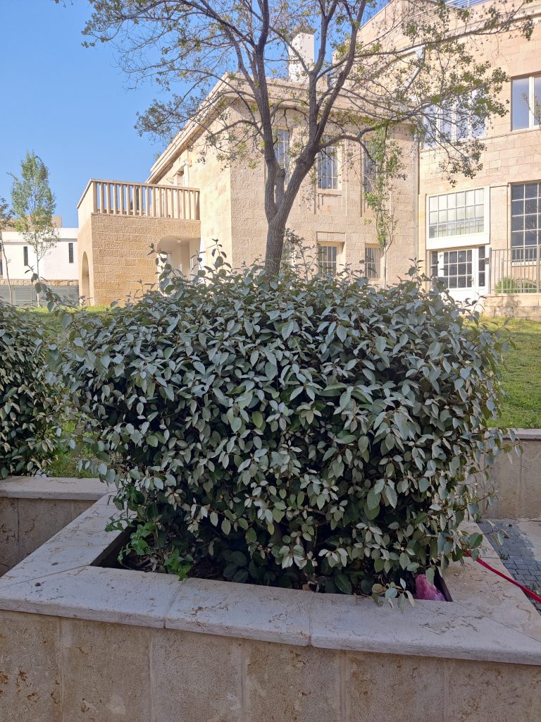 Elaeagnus_pungens_full_up3
