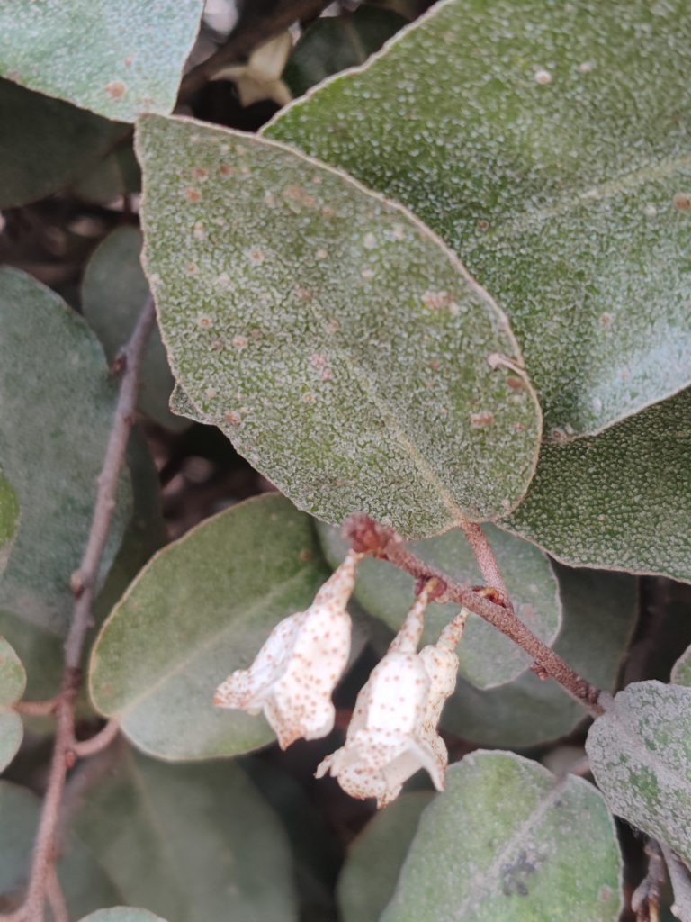 Elaeagnus_pungens_leaves_flowers_up1