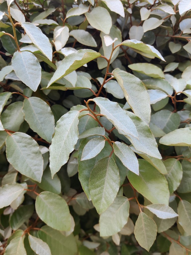 Elaeagnus_pungens_leaves_up1