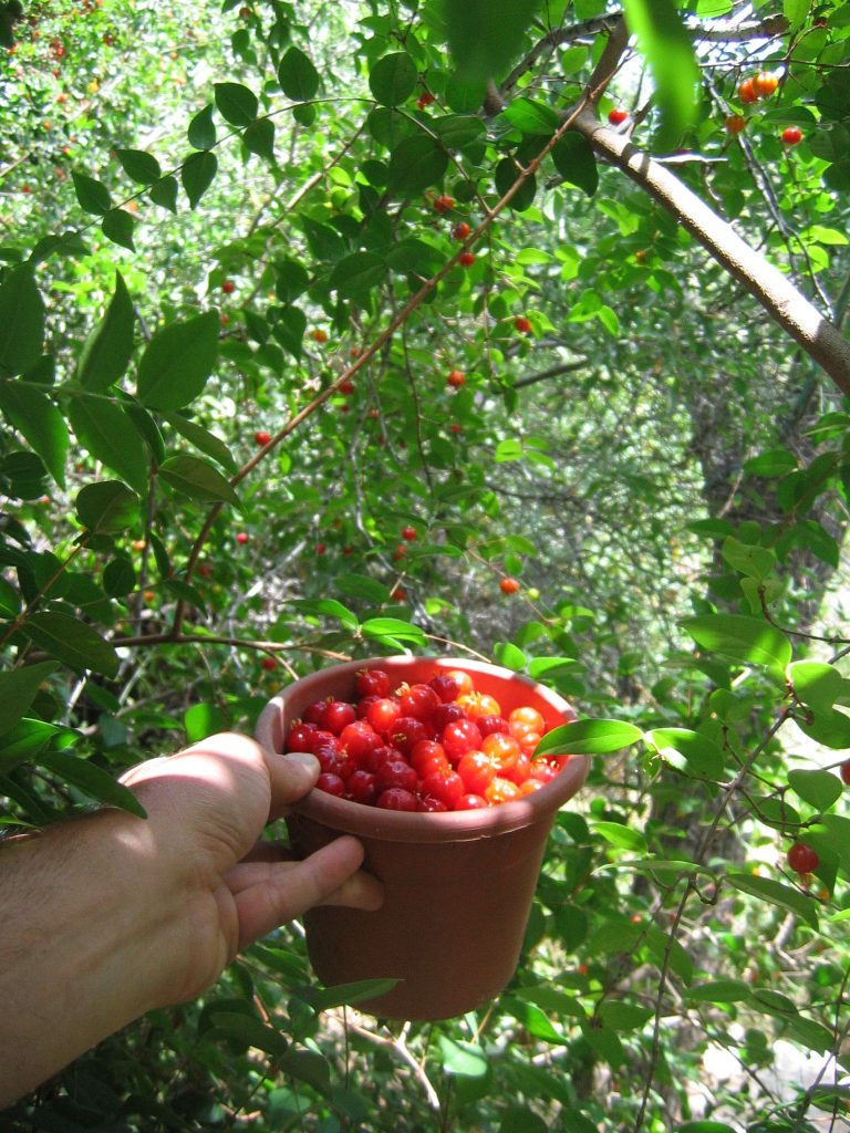 Eugenia_uniflora_fruit_up1