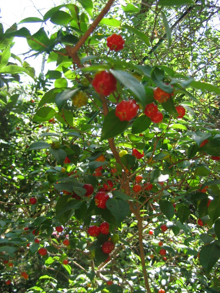 Eugenia_uniflora_leaves_fruit_up1