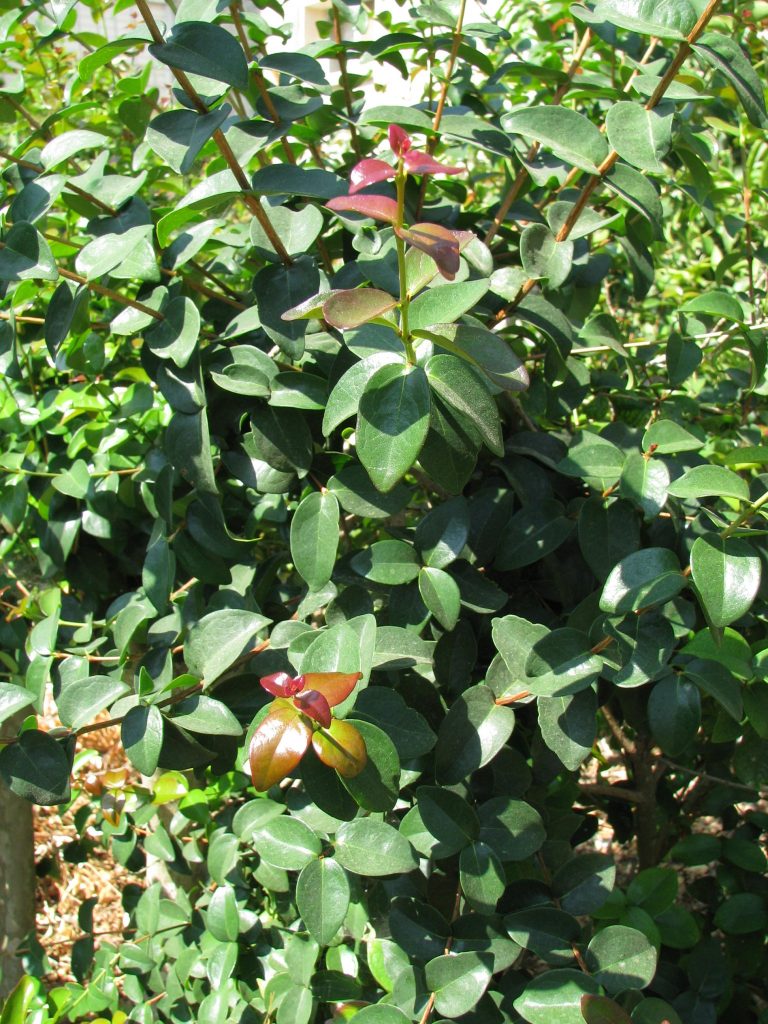 Eugenia_uniflora_leaves_up1