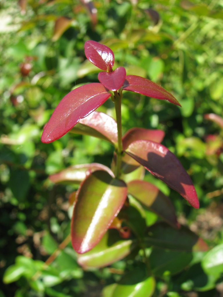 Eugenia_uniflora_leaves_up2