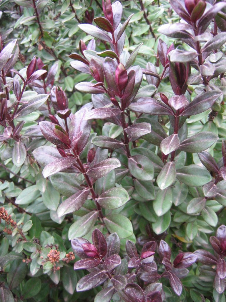 Hebe_Amy_winter_leaves_up