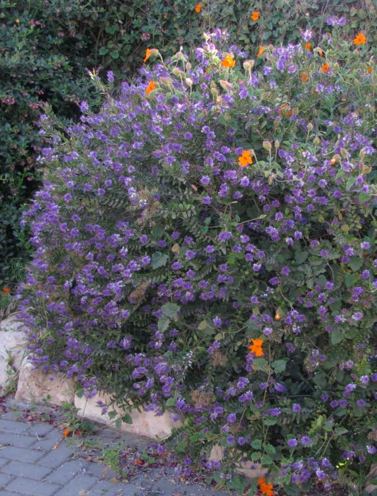 Hebe_Autumn_Glory_full_cut_up