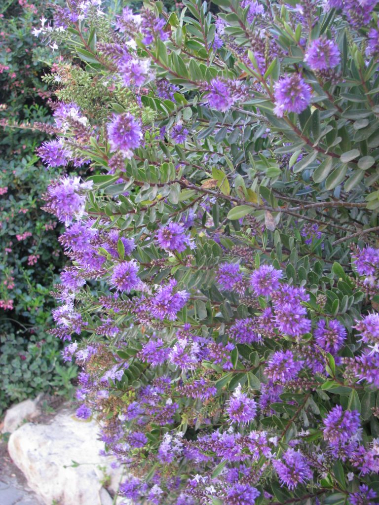 Hebe_Autumn_Glory_many_flowers_up1
