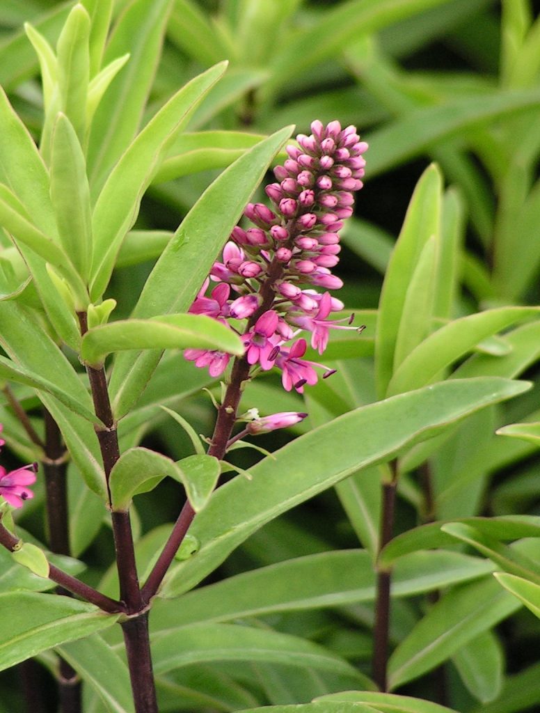 KONICA MINOLTA DIGITAL CAMERA