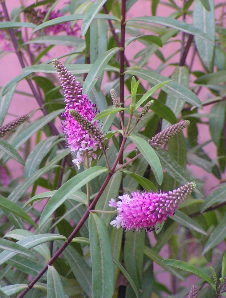 KONICA MINOLTA DIGITAL CAMERA