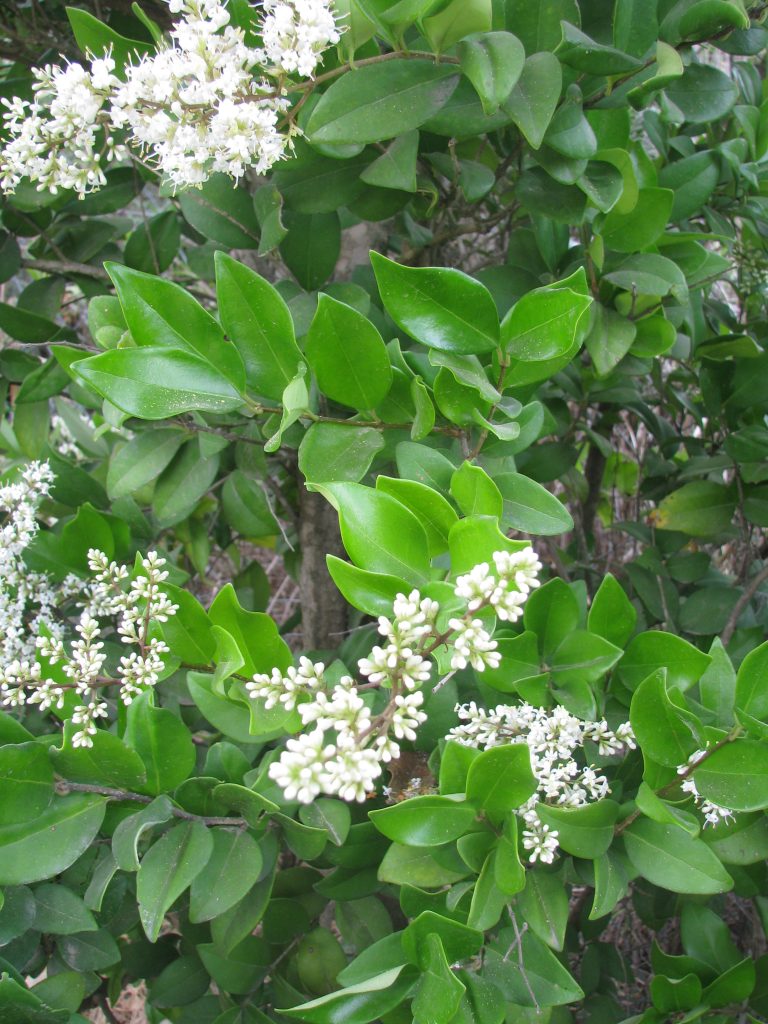 Ligustrum_japonicum_Leaves_flowers_up1