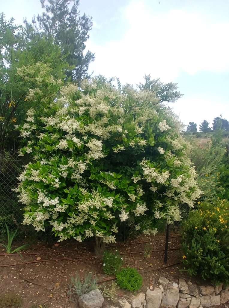 Ligustrum_japonicum_full_up1_cut_up