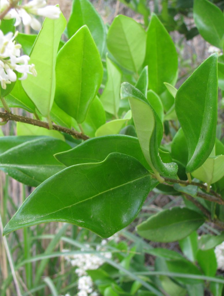 Ligustrum_japonicum_leaves_cut_up