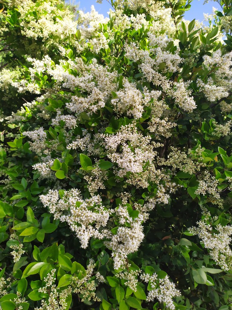 Ligustrum_japonicum_many_flowers_up1