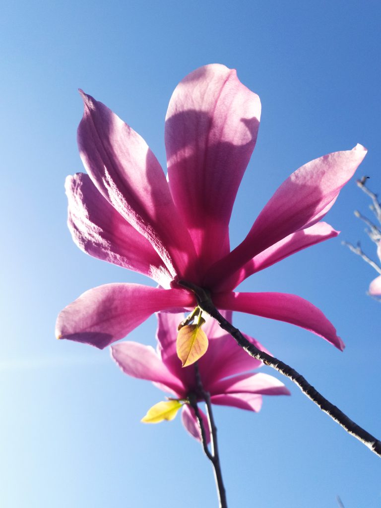 Magnolia_Galaxy_flower_up2