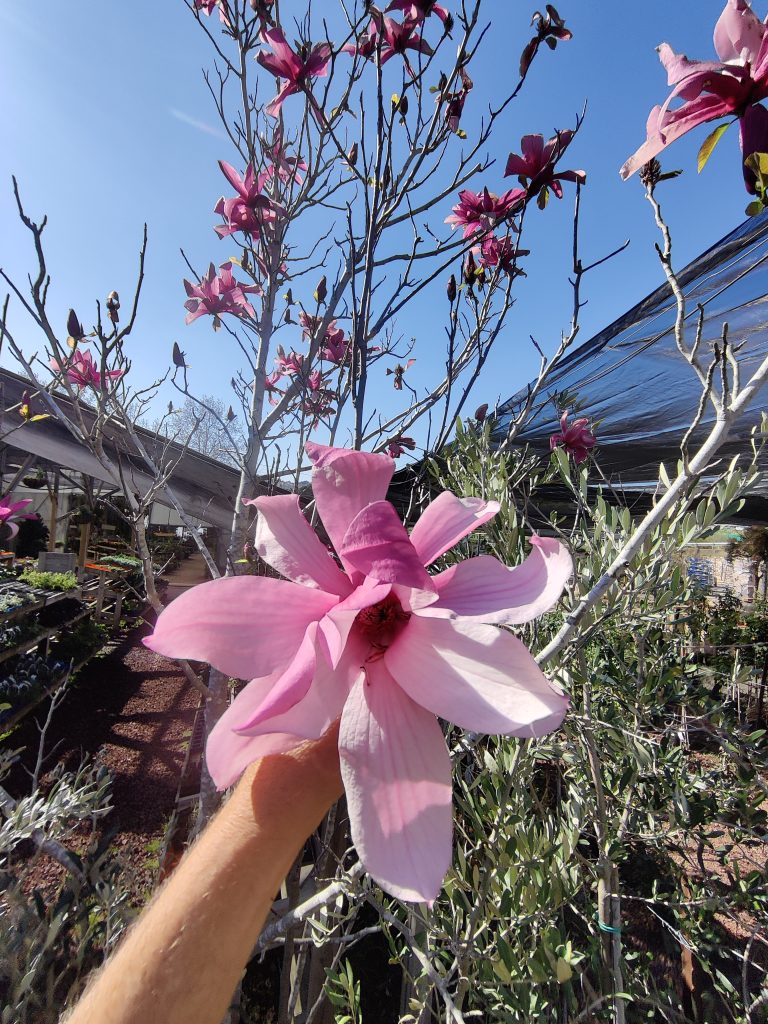 Magnolia_Galaxy_flower_up4