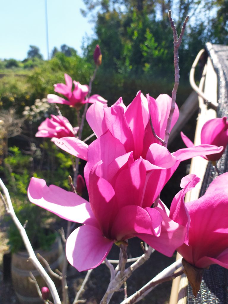 Magnolia_Galaxy_flowers_up1