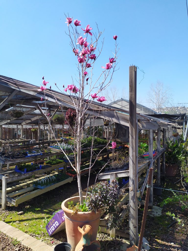 Magnolia_Galaxy_full_flowers_up1