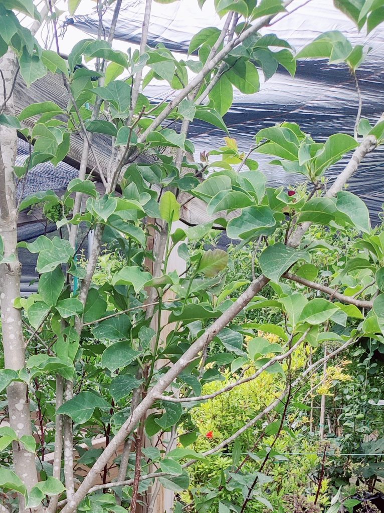 Magnolia_Galaxy_leaves_up1_cut_up