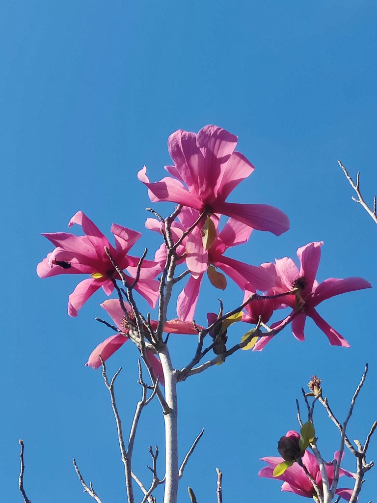 Magnolia_Galaxy_manyflowers_up1