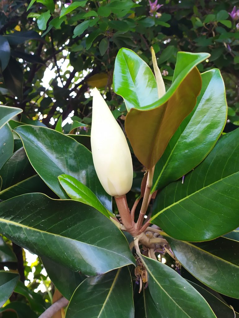 Magnolia_grandiflora_bud_leaves1_cut_up