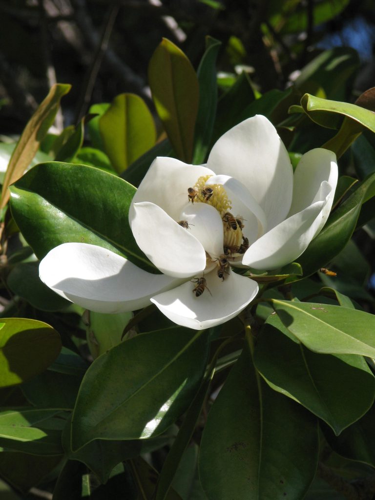 Magnolia_grandiflora_flower_up1