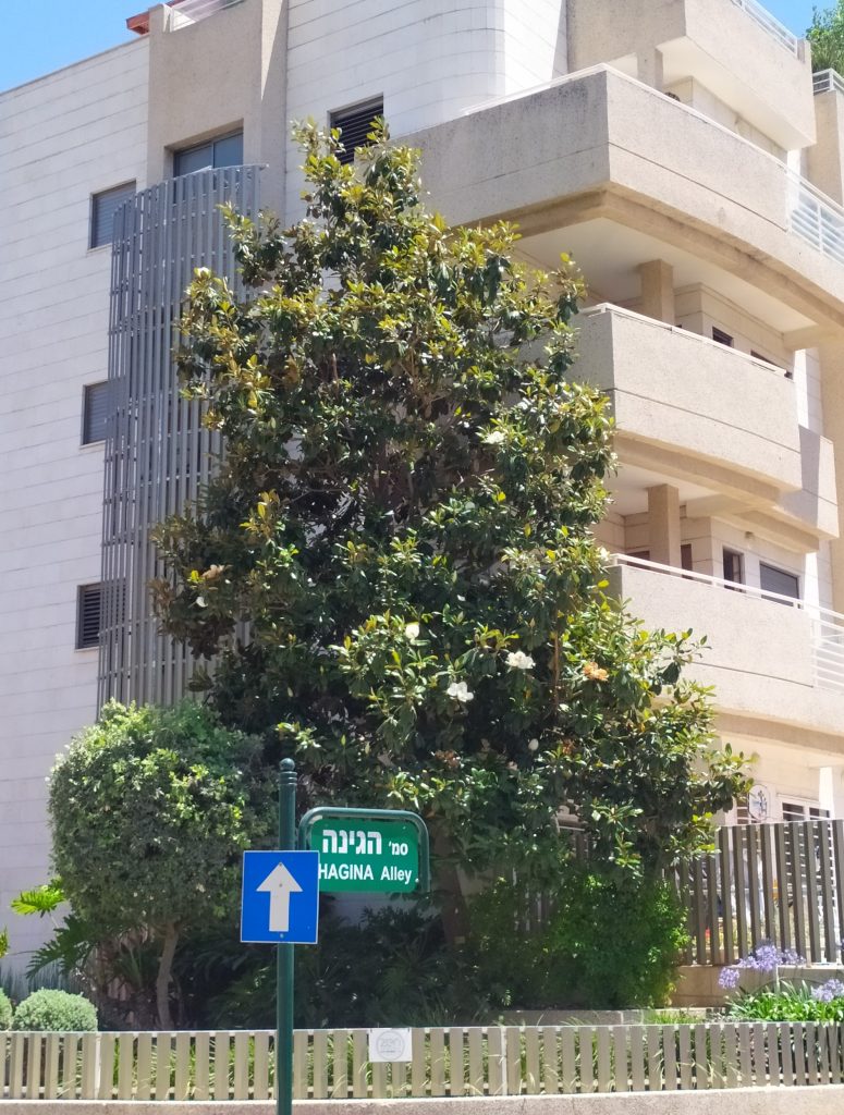 Magnolia_grandiflora_full_up1_cut_up