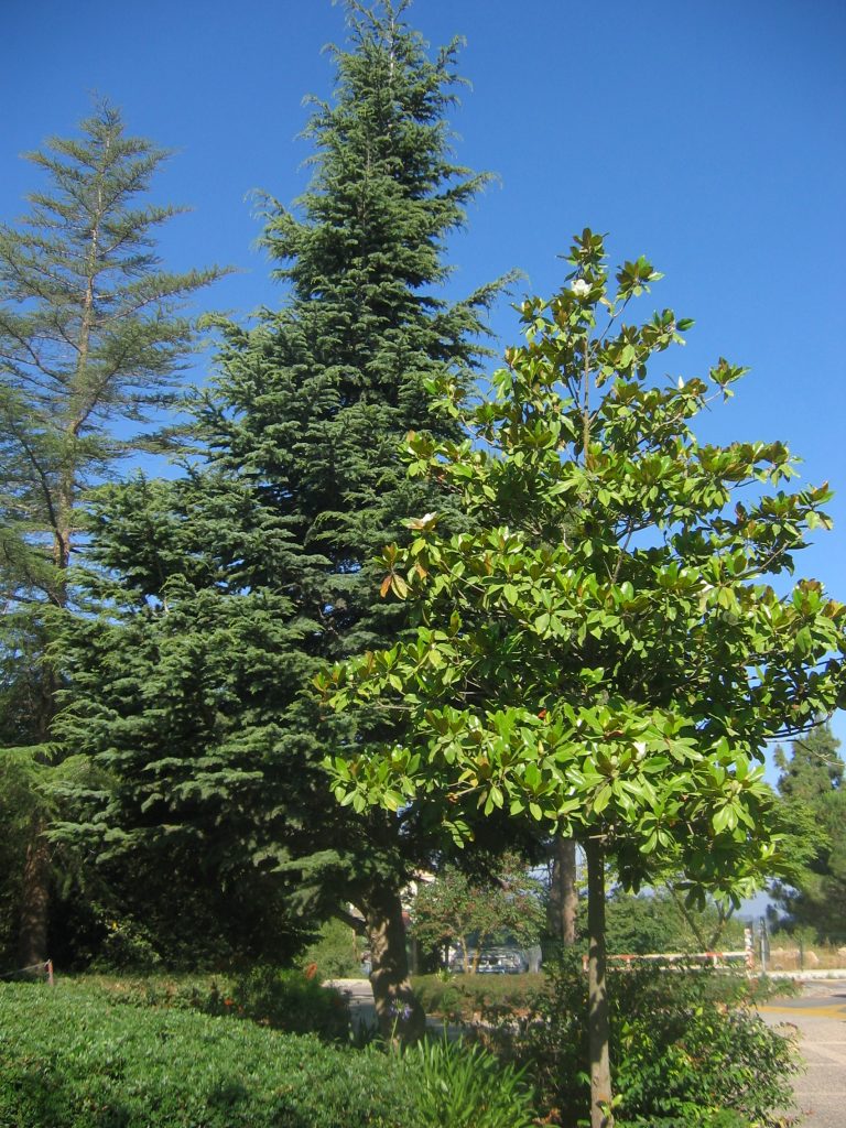 Magnolia_grandiflora_full_up2