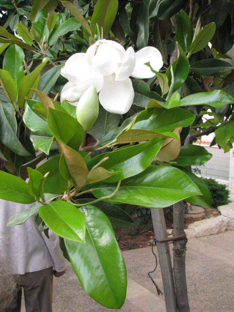 Magnolia_grandiflora_leaves_flower_up1