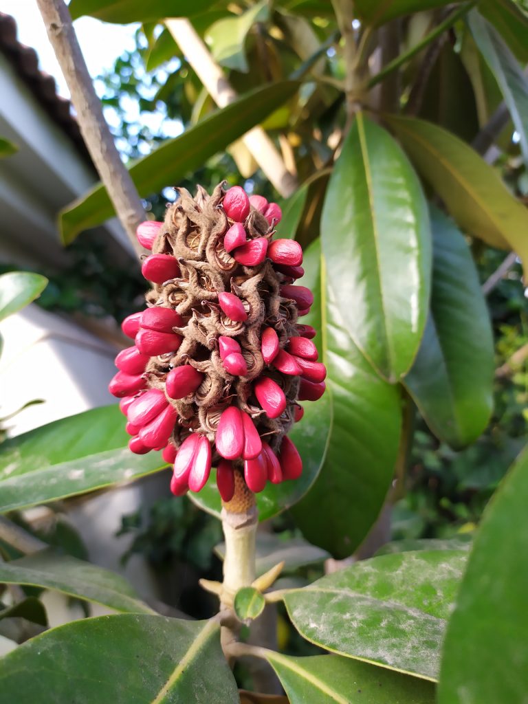 Magnolia_grandiflora_seeds_up1