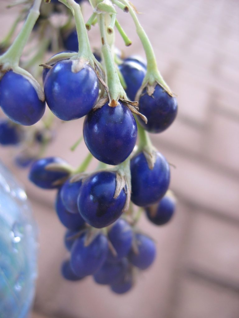 Ophiopogon_jaboran_Vittatus_fruit_up1