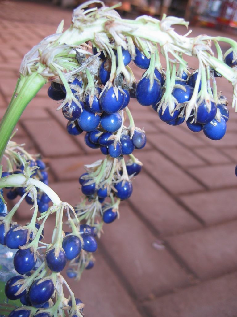 Ophiopogon_jaboran_Vittatus_fruit_up2
