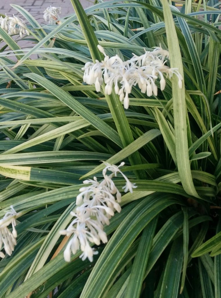 Ophiopogon_jaburan_Vittatus_flowers1_cut_up