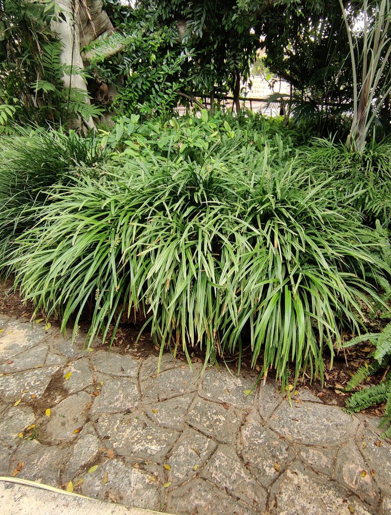 Ophiopogon_jaburan_Vittatus_group2_cut_up