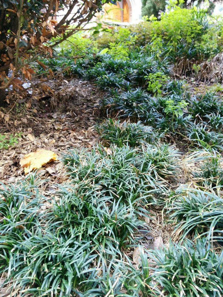 Ophiopogon_japonicus_Nana_group_up1