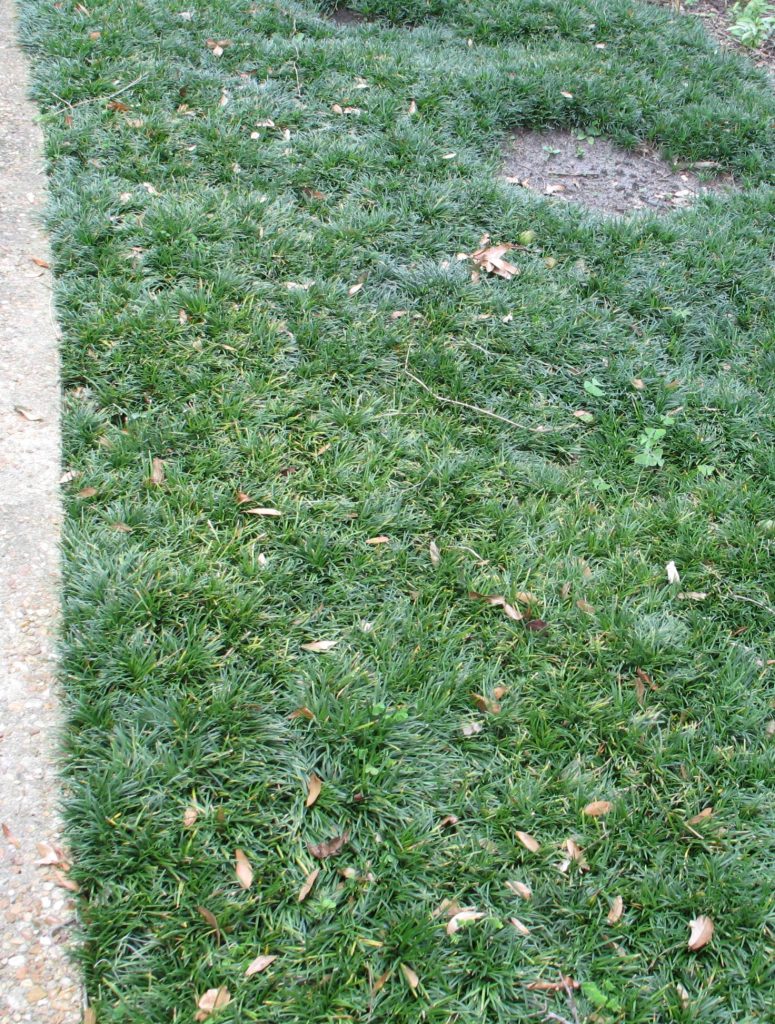 Ophiopogon_japonicus_Nana_mat1_cut_up