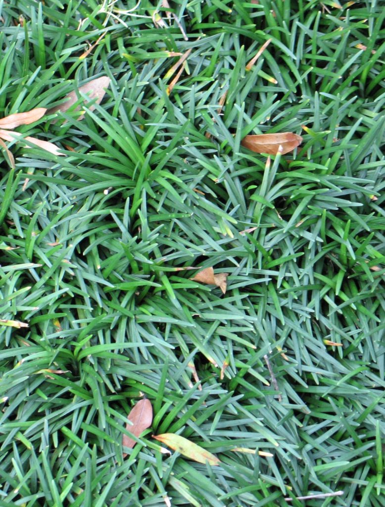 Ophiopogon_japonicus_Nana_mat2_cut_up
