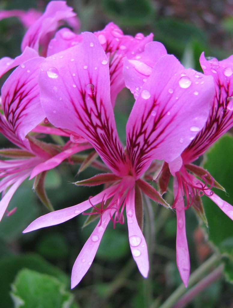 Pelargonium_cordifolium_flowers1_cut_up