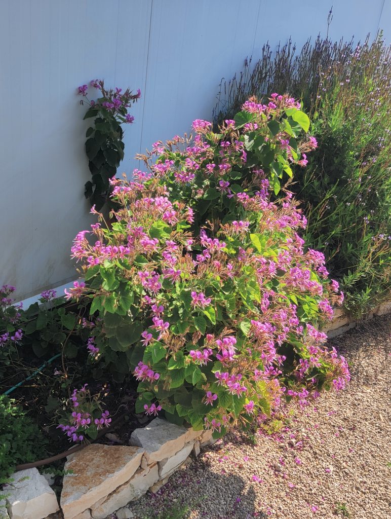 Pelargonium_cordifolium_full2_cut_up
